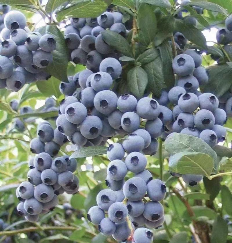 《纯甜蓝莓》山东蓝莓口感纯甜果粉硬度好耐运输