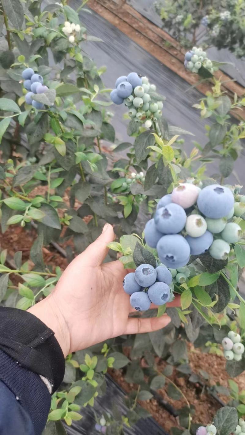 《纯甜蓝莓》山东蓝莓口感纯甜果粉硬度好耐运输