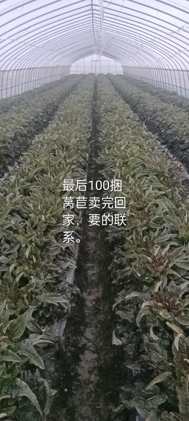 莴笋大量上市