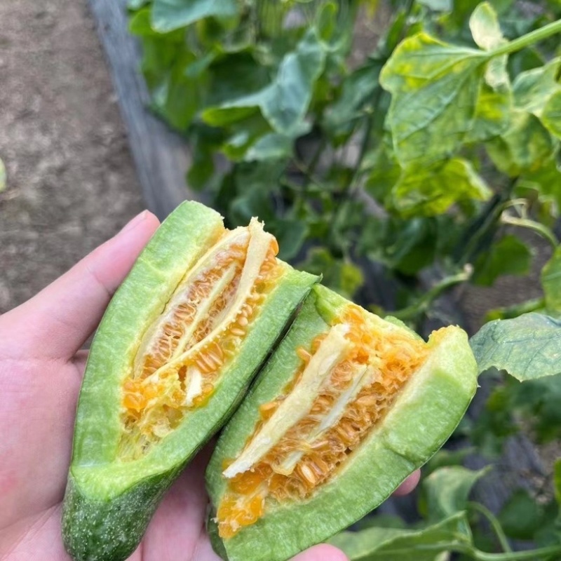 博洋61甜瓜羊角蜜大量上市批发量大价优欢迎咨询下单