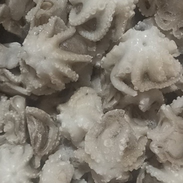 盐揉八爪鱼，长期运输，价格稳定，保质保量