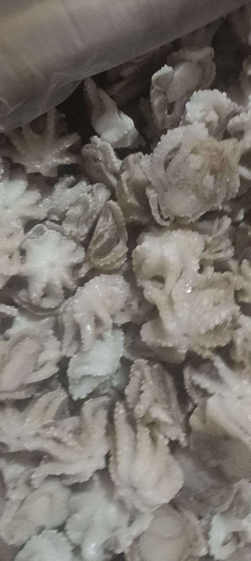 盐揉八爪鱼，长期运输，价格稳定，保质保量