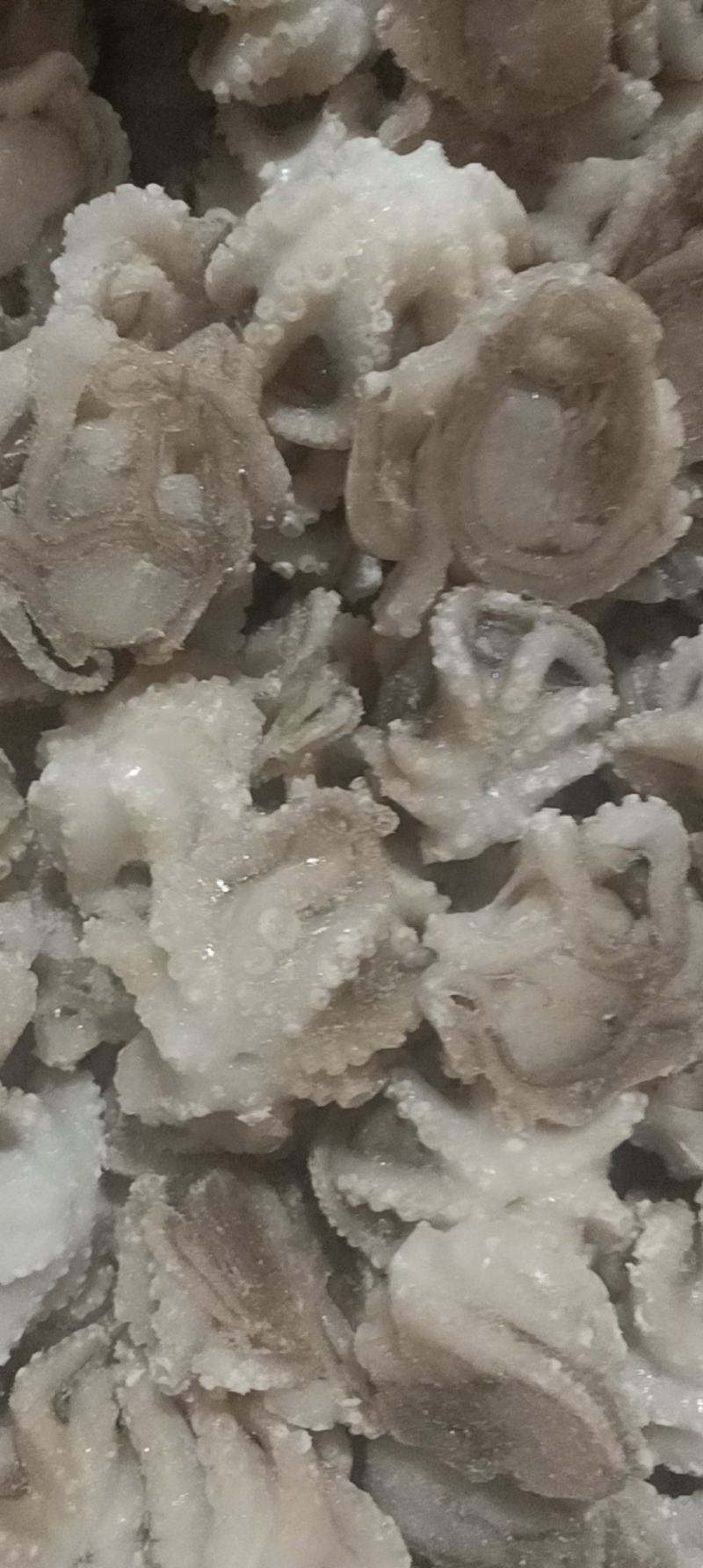 盐揉八爪鱼，长期运输，价格稳定，保质保量