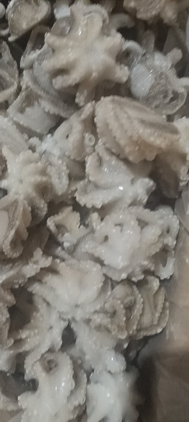盐揉八爪鱼，长期运输，价格稳定，保质保量