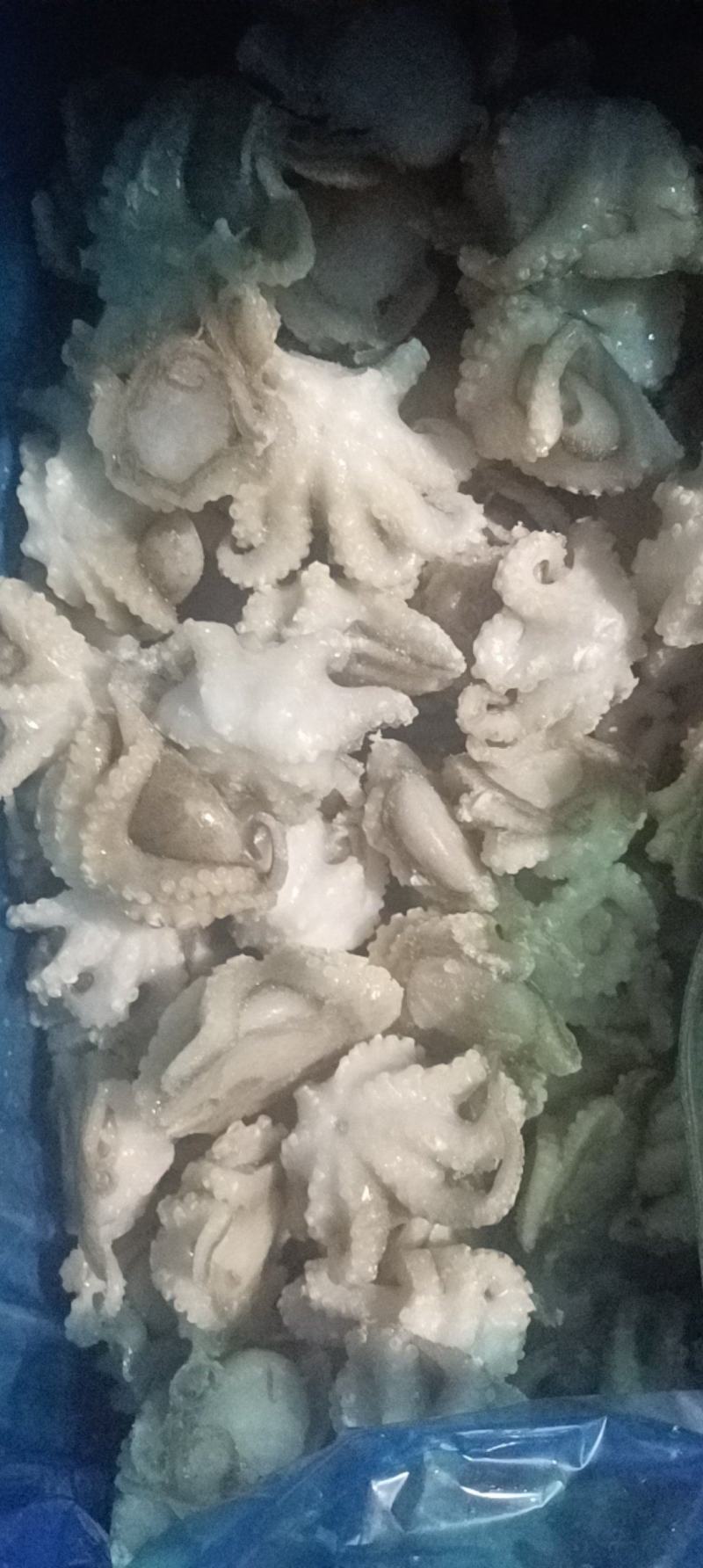 盐揉八爪鱼，长期运输，价格稳定，保质保量