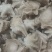 盐揉八爪鱼，长期运输，价格稳定，保质保量