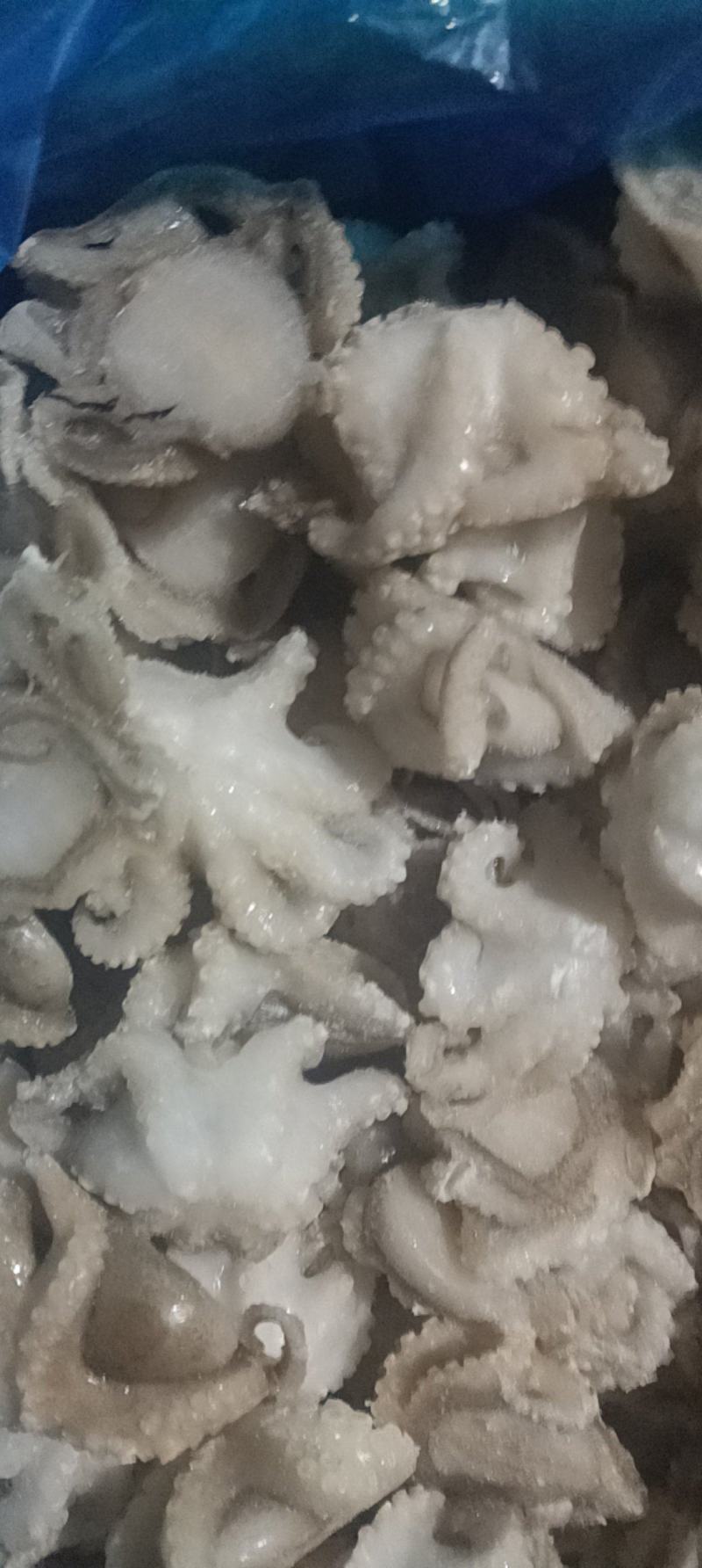 盐揉八爪鱼，长期运输，价格稳定，保质保量