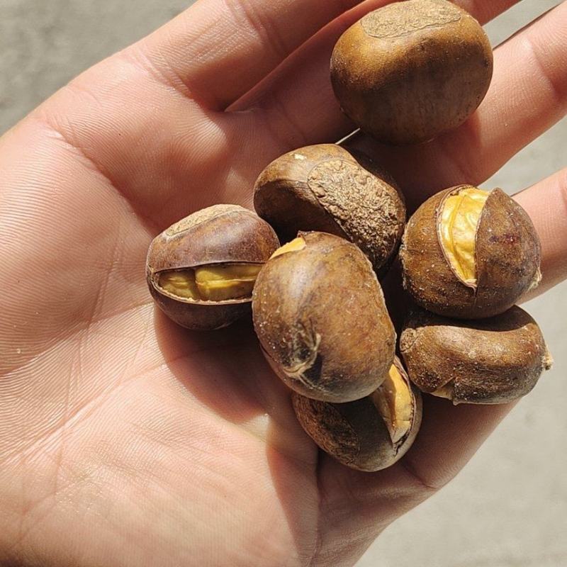精品冰栗，迁西板栗，遵化板栗