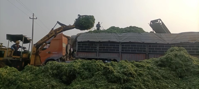玉米秸秆，产地直发价格优惠欢迎采购