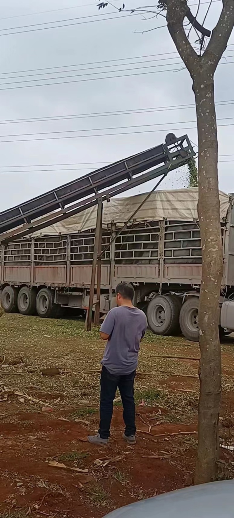 玉米秸秆，产地直发价格优惠欢迎采购
