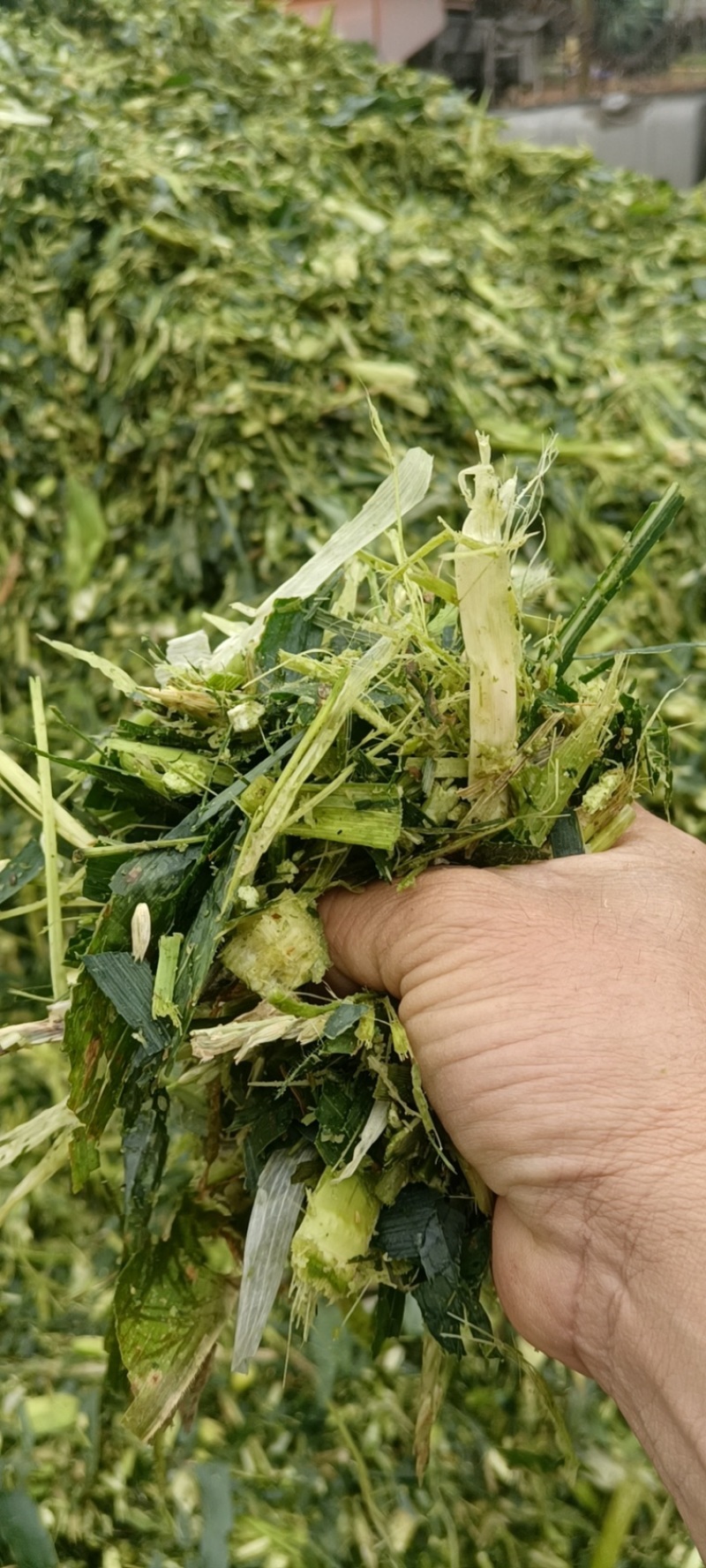 玉米秸秆，产地直发价格优惠欢迎采购