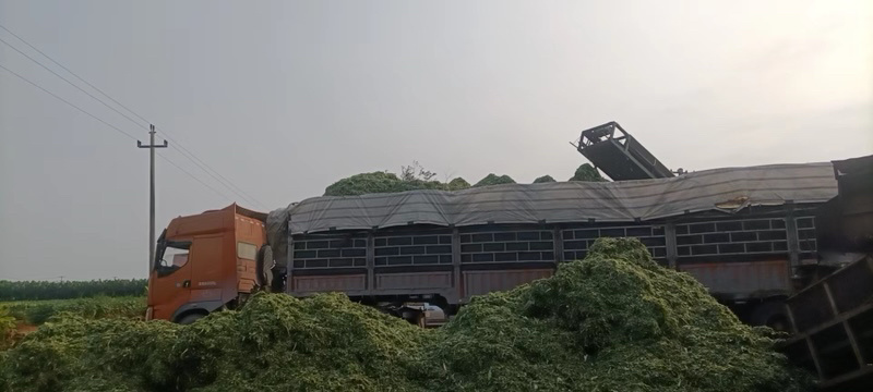 玉米秸秆，产地直发价格优惠欢迎采购