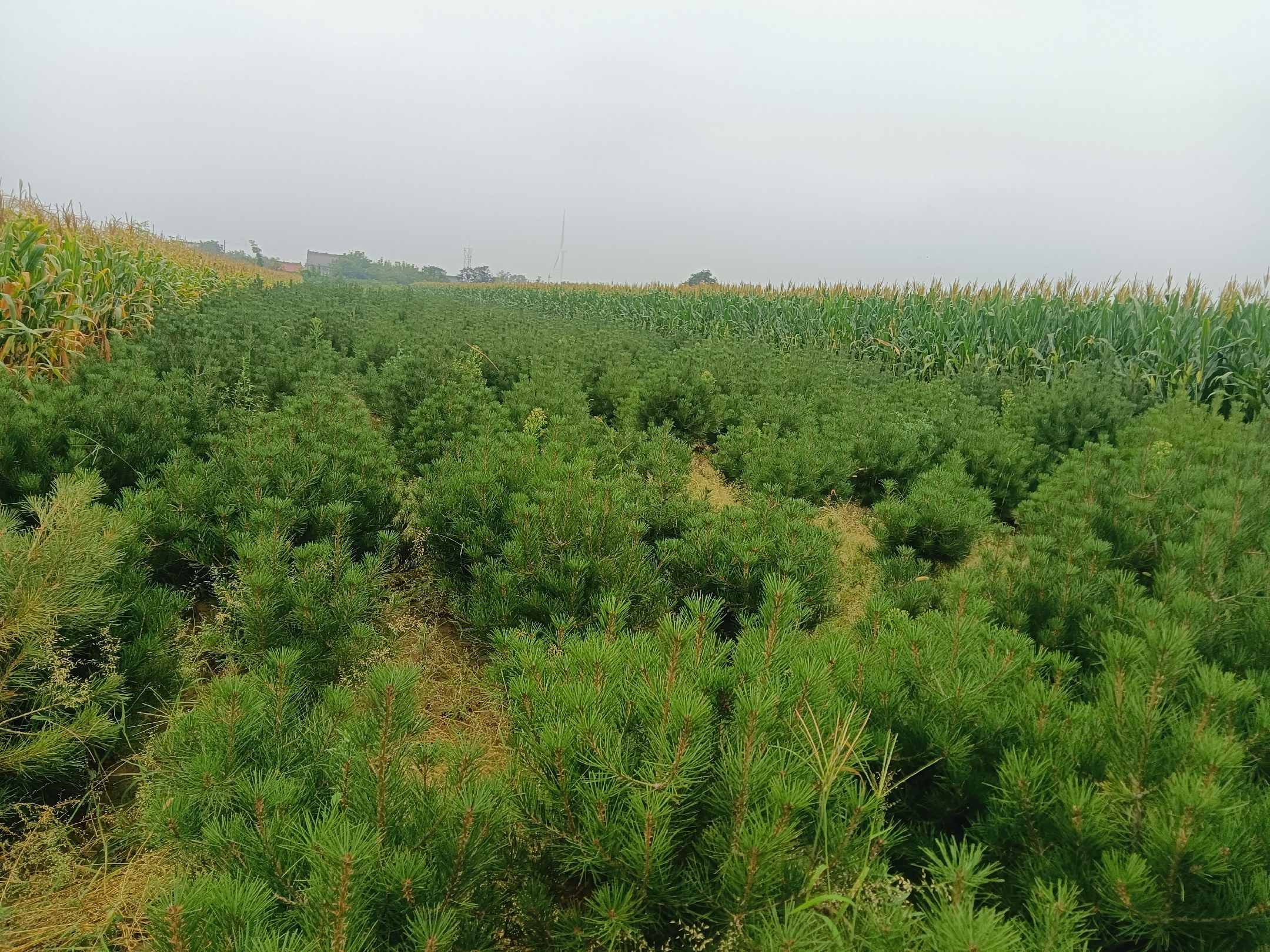 白皮松用于城市绿化的实景图,展示其四季常绿的绿化效果 白皮松在城市绿化中的应用