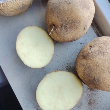 精品大西洋一级原种