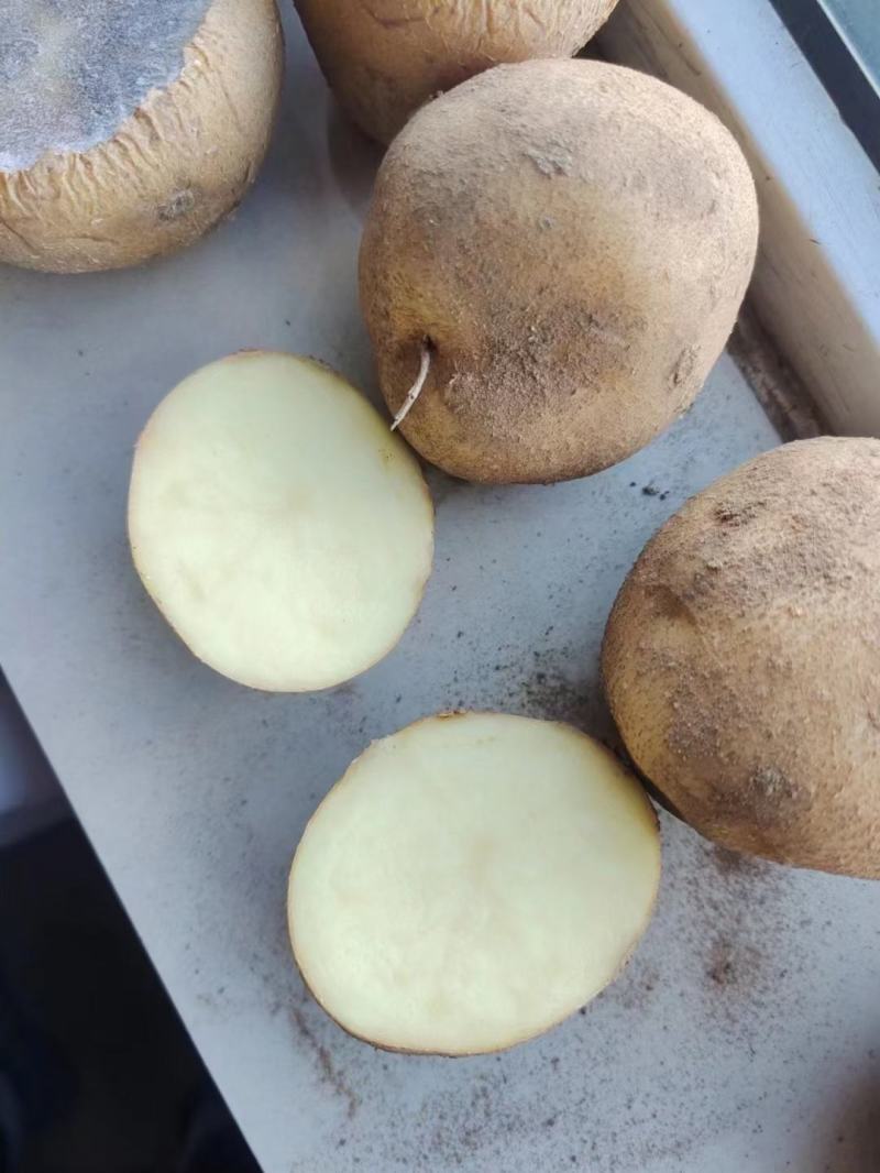 精品大西洋一级原种