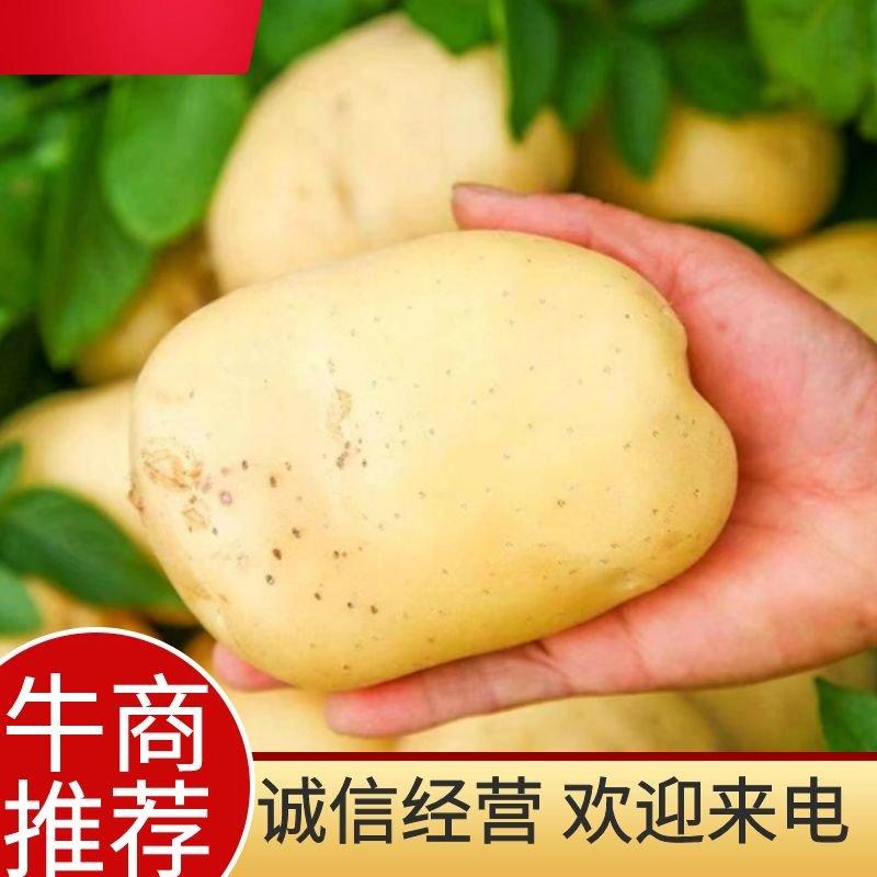 黄心沃土5号新土豆:沙地种植，颜色个头薯型三优。