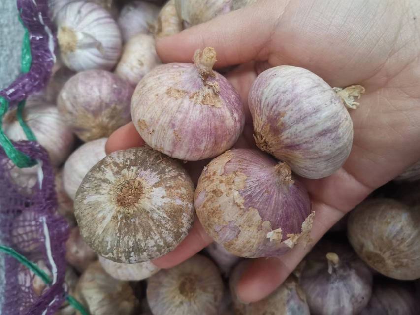 独头蒜与糖醋蒜成品对比图