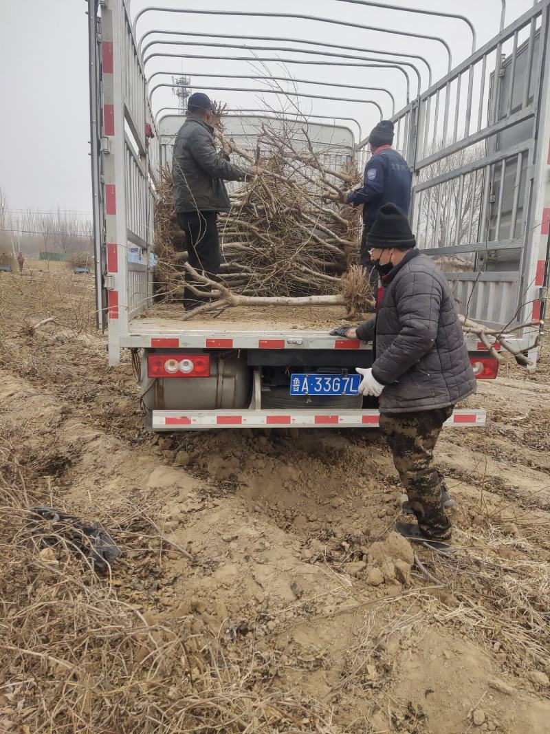 长年供应，桃树，占地桃树，各种果木欢迎新老客户来商谈