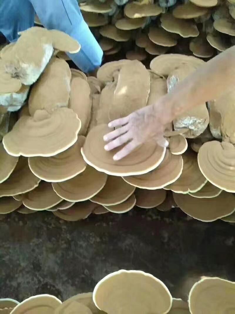 灵芝菌棒，产地自产直销，
