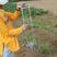 种土豆神器栽苗器农用工具西瓜玉米移苗器家用农活工具打洞栽