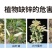 速利流体锌高纯度锌肥蔬菜果树补锌叶面肥预防小叶黄叶