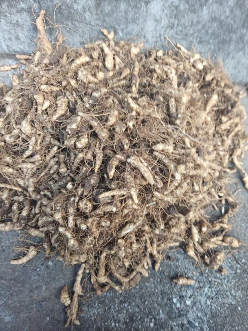 陕西商洛秦岭鸡头黄精种块