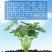 生命一号氨基酸水溶肥料叶面肥激活植物免疫系统绿叶抗病