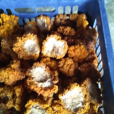 我种植金耳菌是干品