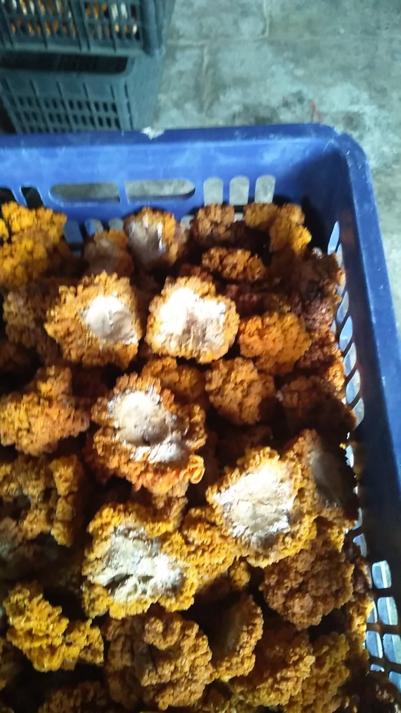 我种植金耳菌是干品