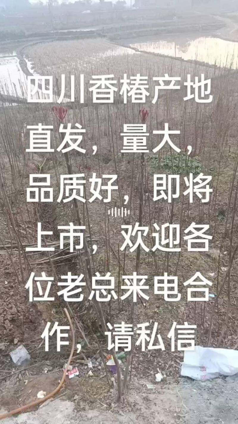 精品红油香椿芽，产地四川，发往全国，欢迎新老顾客联系，