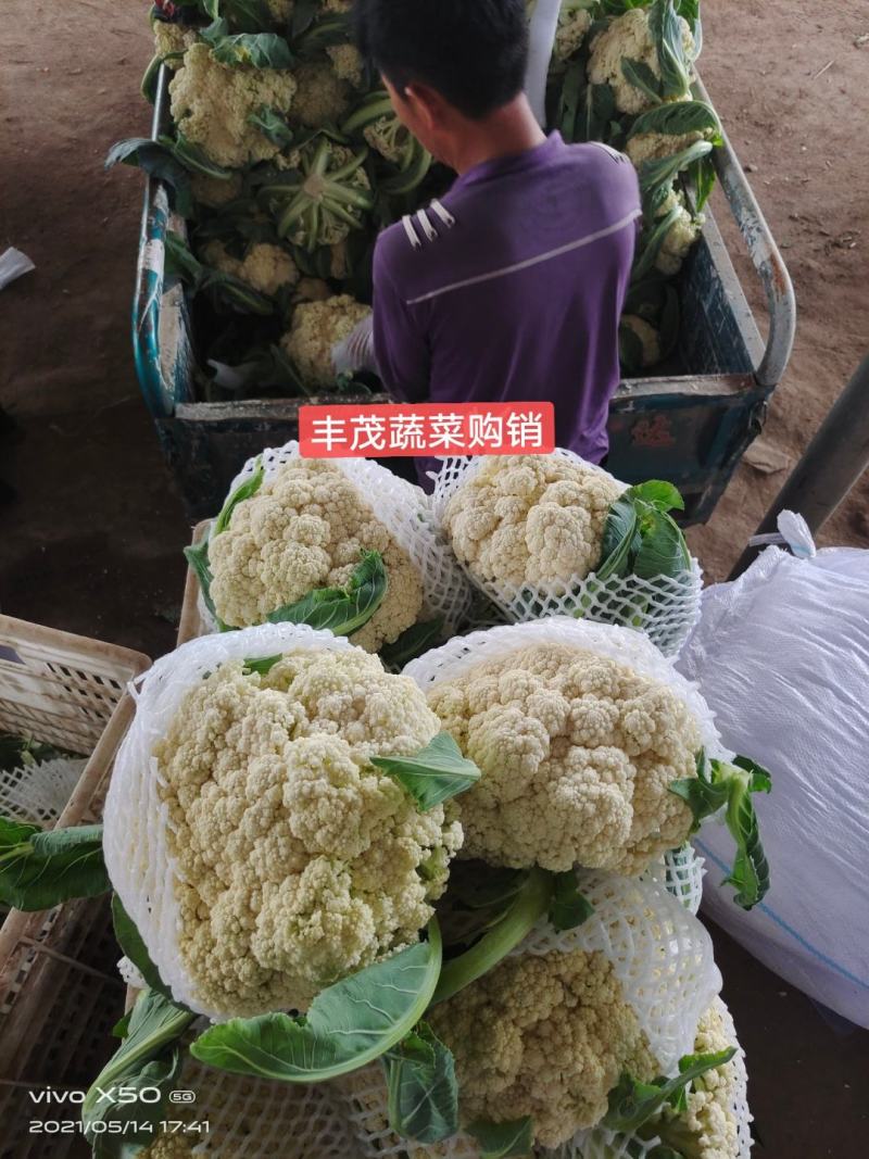 【实力】山西有机花菜大量上市中欢迎全国各地客户订购