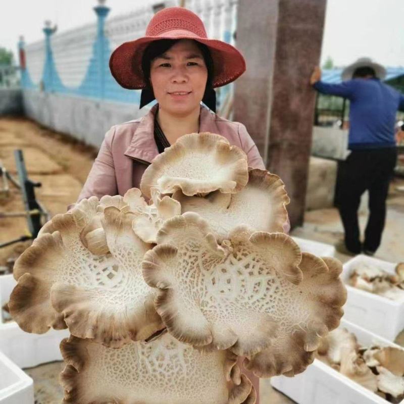 灵芝菇，高端食材，美味可囗，有提高机体免疫功能。