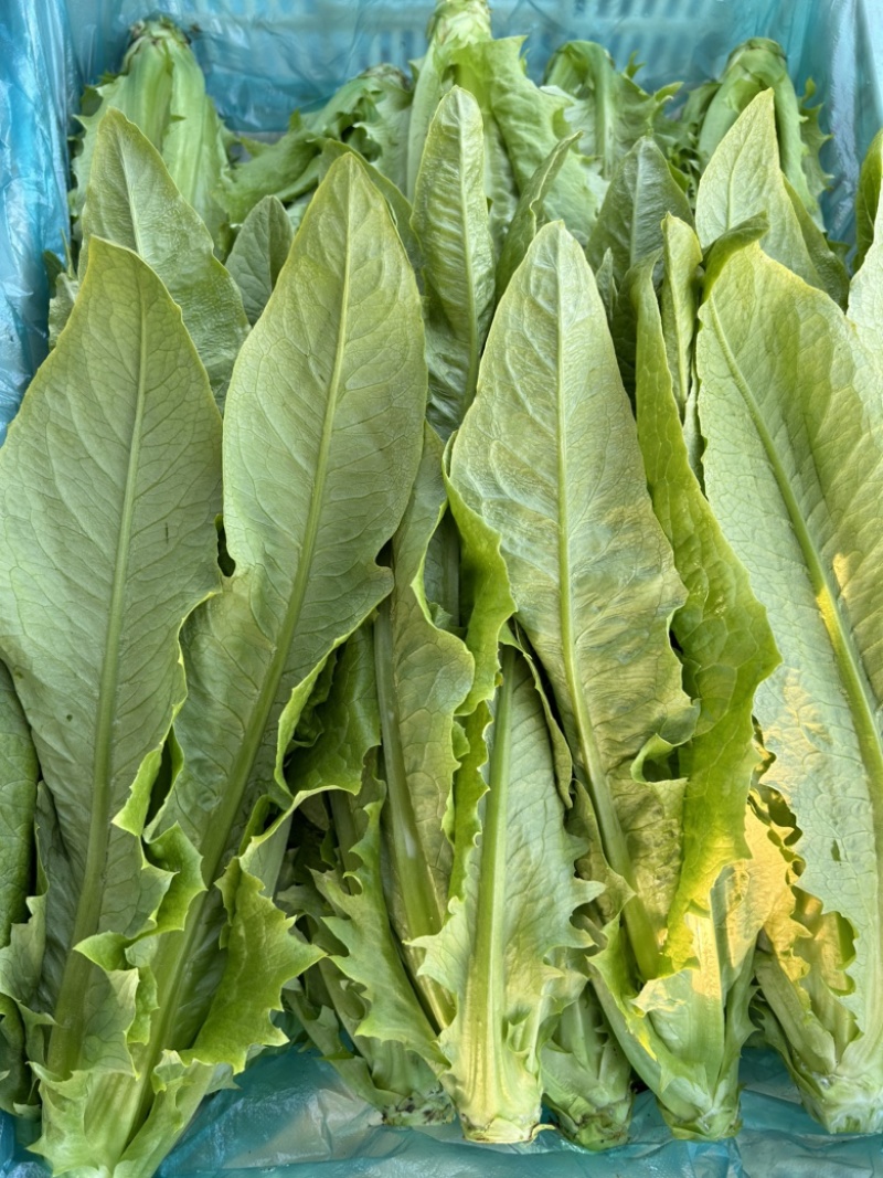 精品油麦菜