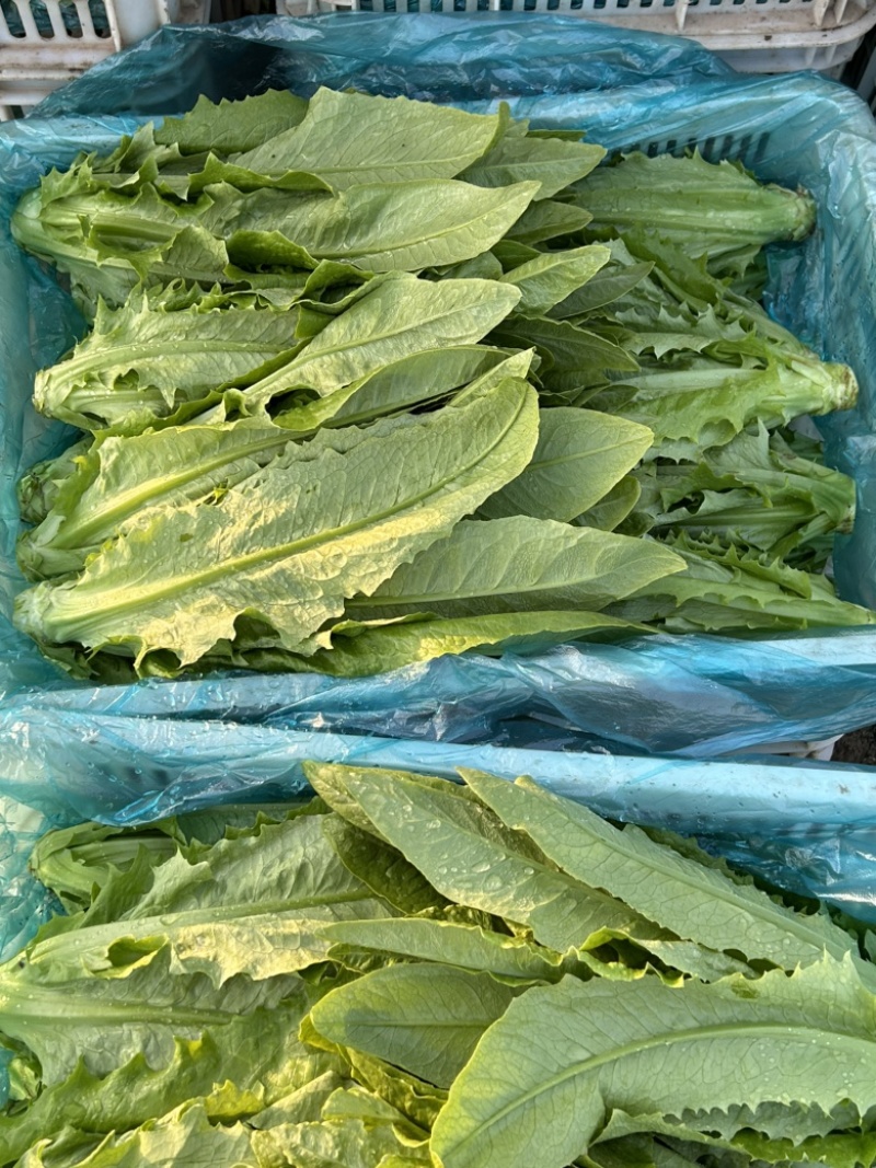 精品油麦菜
