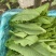 精品油麦菜