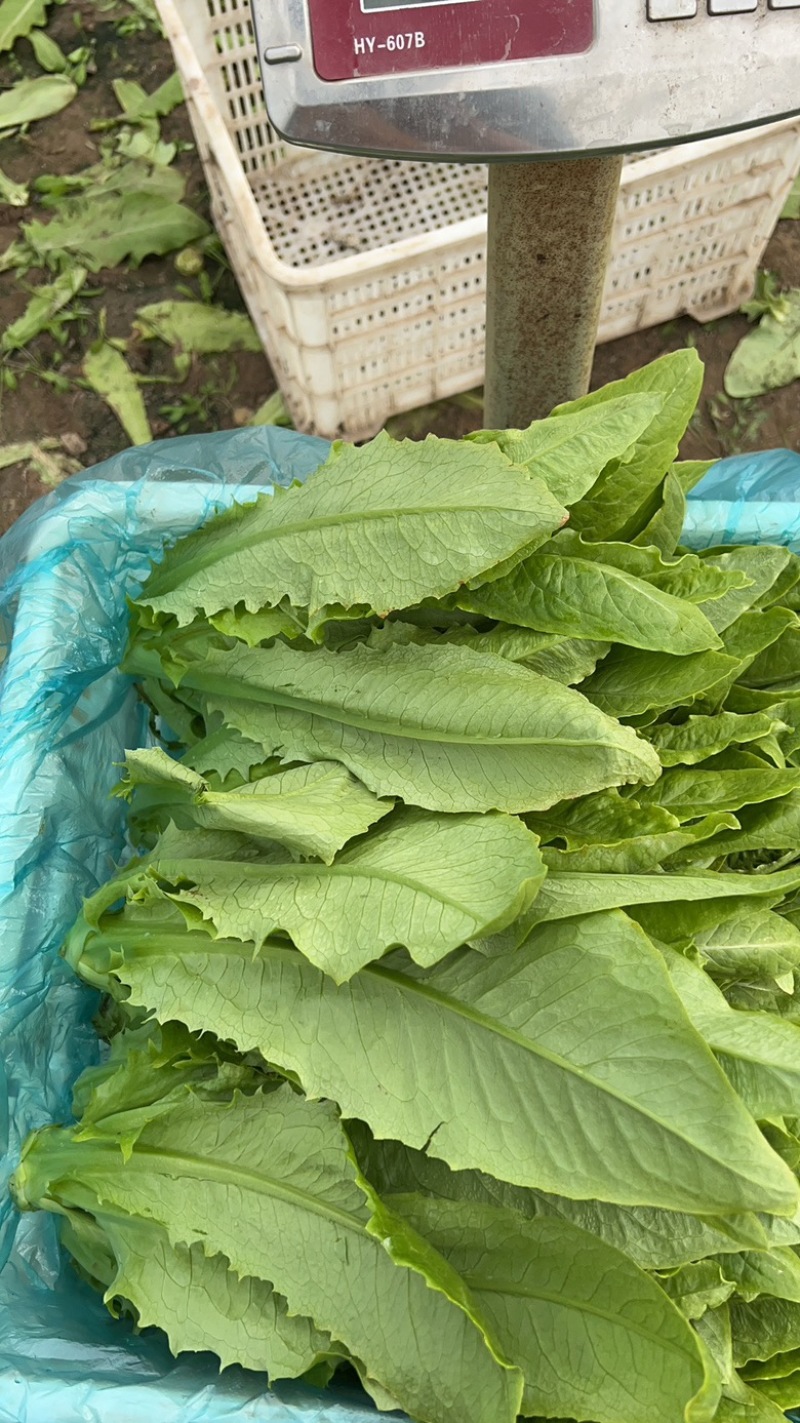 精品油麦菜