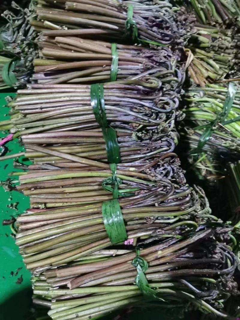 贵州高山野生蕨菜大量供应食品厂超市电商货需要的提前定