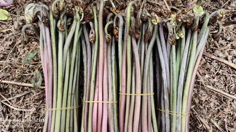 贵州高山野生蕨菜大量供应食品厂超市电商货需要的提前定