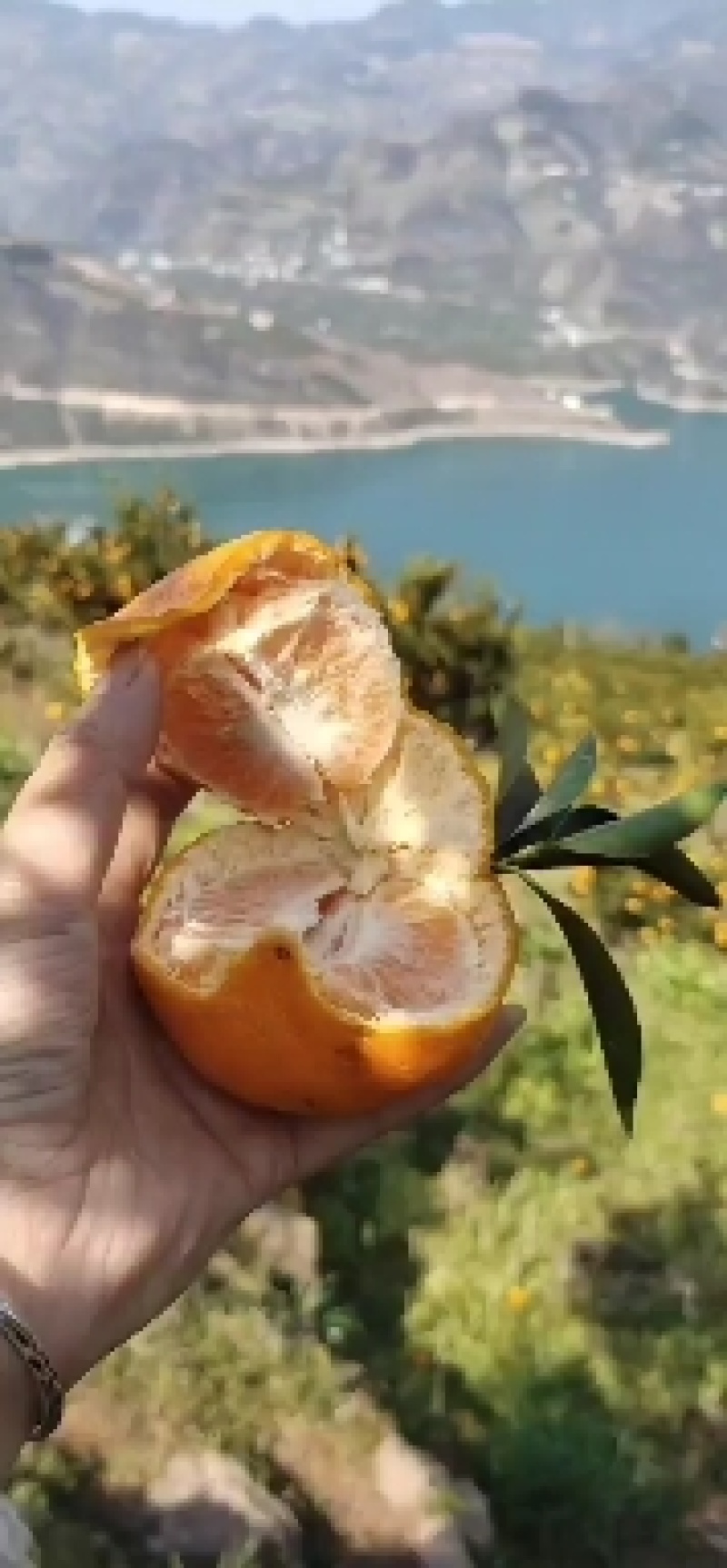 纯甜椪柑，芦柑，丑八怪，不知火纯甜无渣多汁产地大量供应