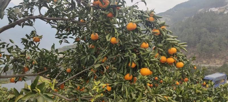 纯甜椪柑，芦柑，丑八怪，不知火纯甜无渣多汁产地大量供应