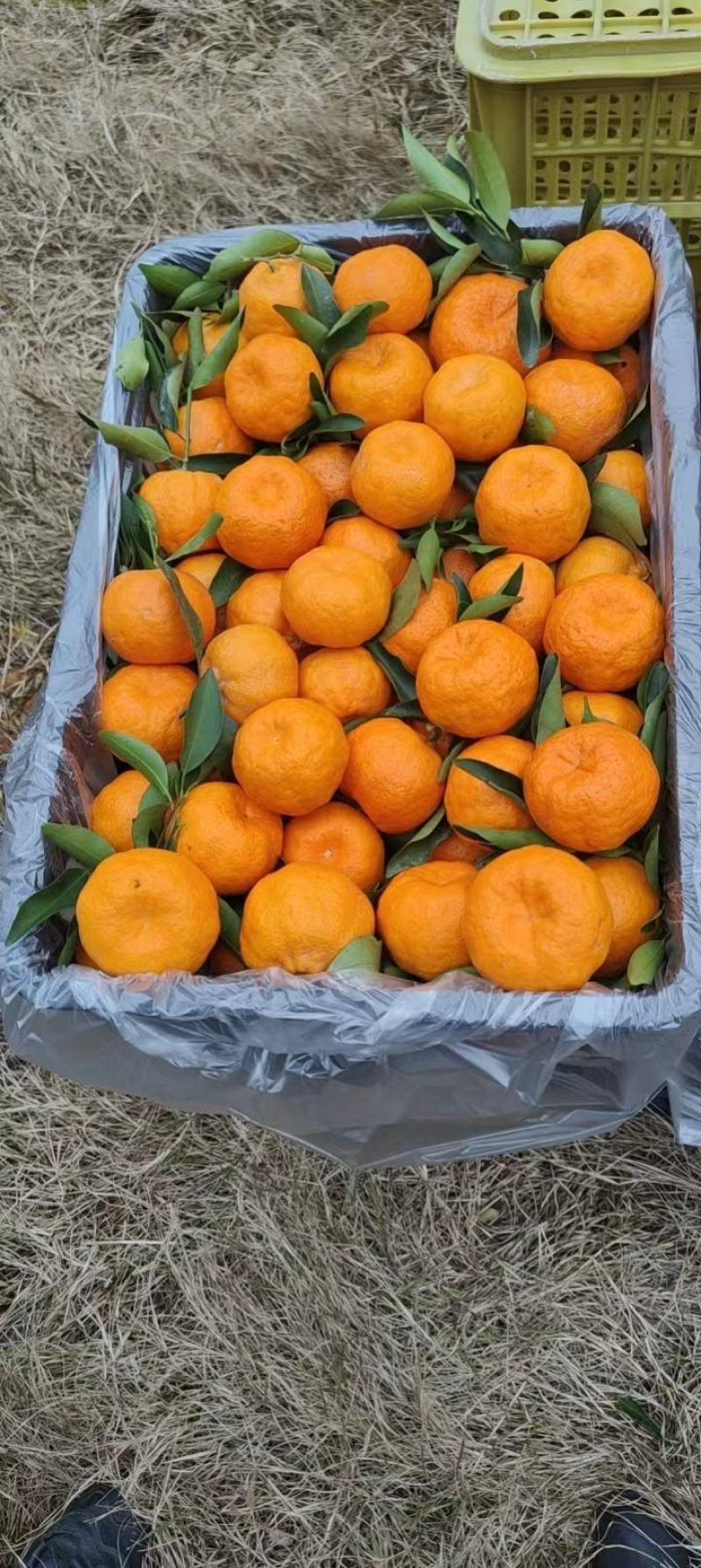 纯甜椪柑，芦柑，丑八怪，不知火纯甜无渣多汁产地大量供应