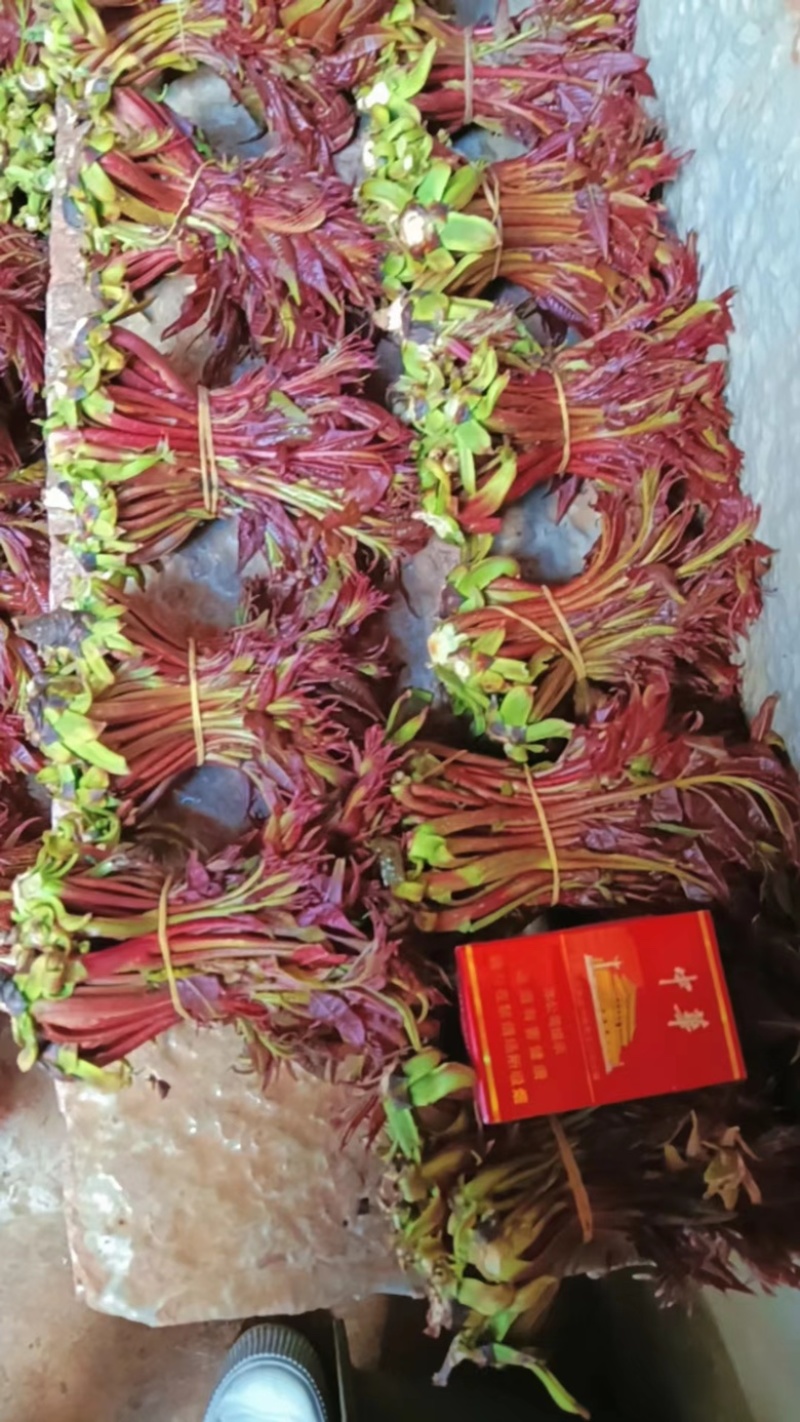 椿，椿，椿香椿上市了，需要联系质量好