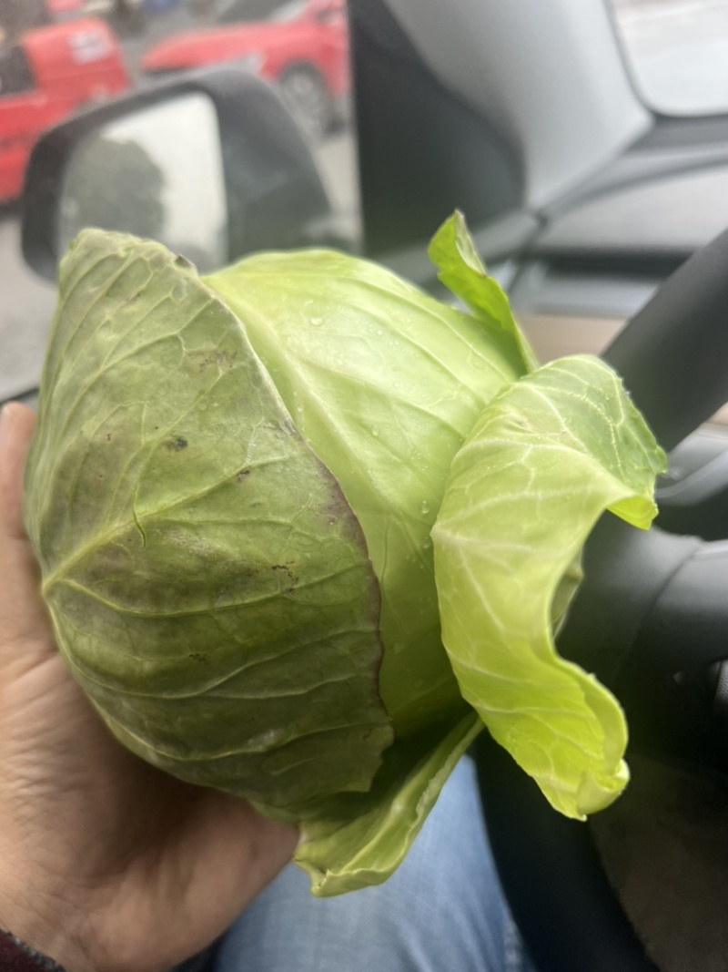 浙江甘蓝圆包菜甘蓝绿丰甘蓝绿甘蓝甘兰一手货源量大优惠