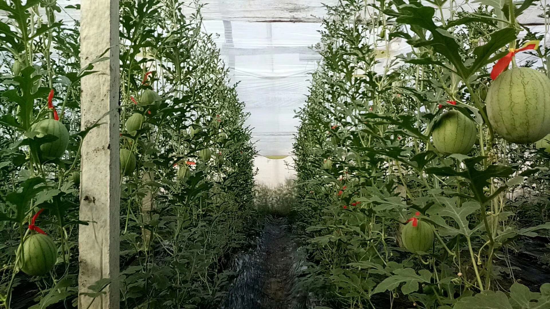 网瓜温室种植场景