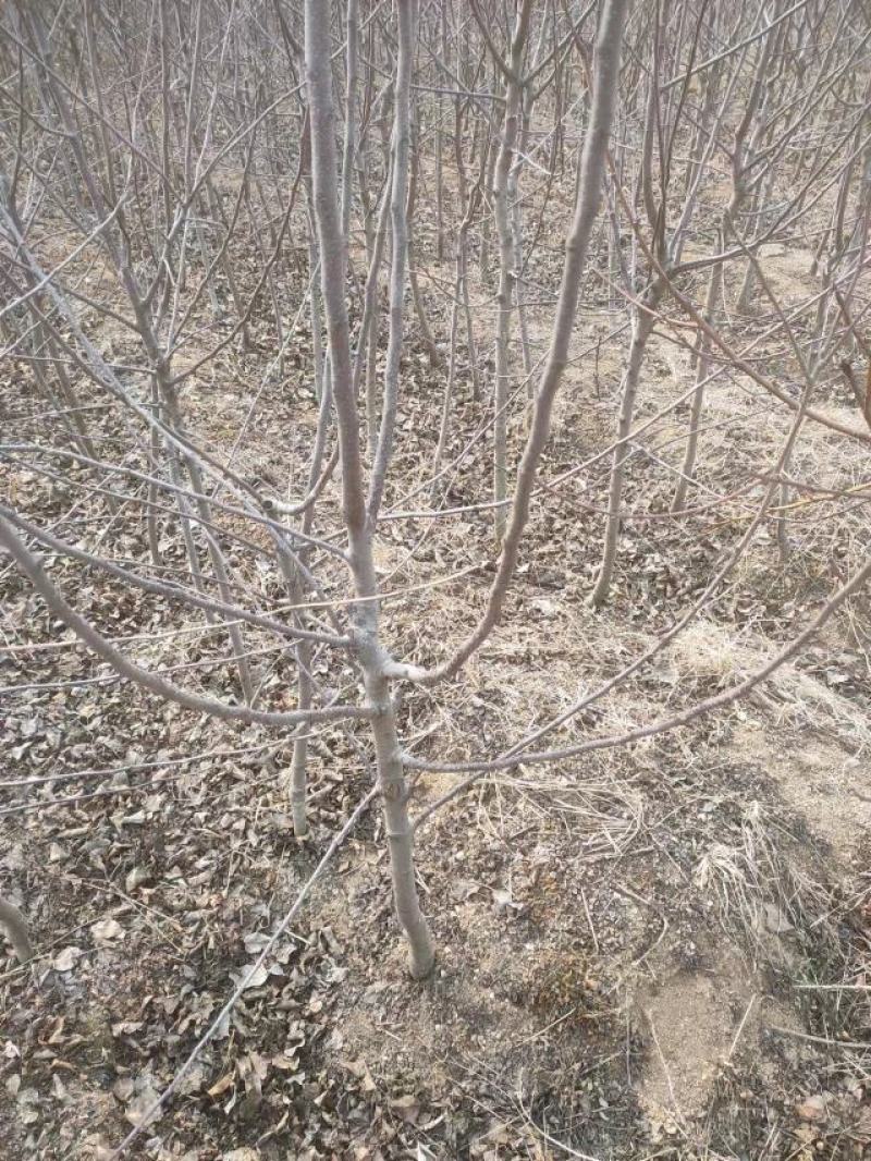苹果苗