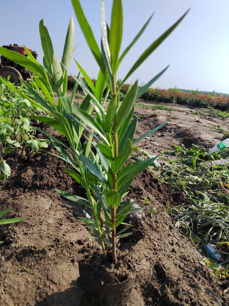 夹竹桃，营养杯苗，自家苗圃种植，量大，50至2米高
