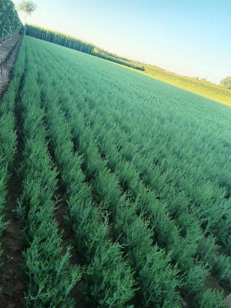河北定州侧柏小苗子播柏树苗扁柏小苗现侧柏苗基地直发