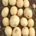 土豆原种荷兰十五希森V7黄心等各类土豆种子