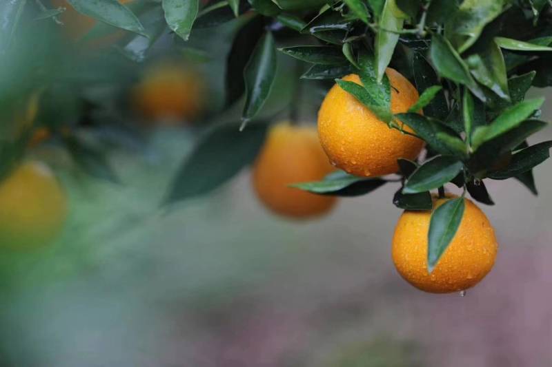 湖北脐橙精品伦晚脐橙大量上市货源充足价格优惠