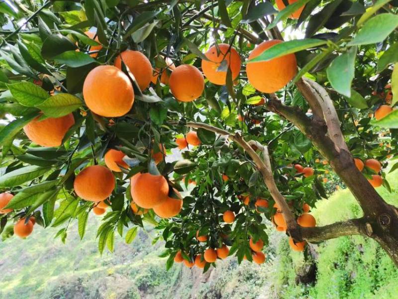 湖北脐橙精品伦晚脐橙大量上市货源充足价格优惠
